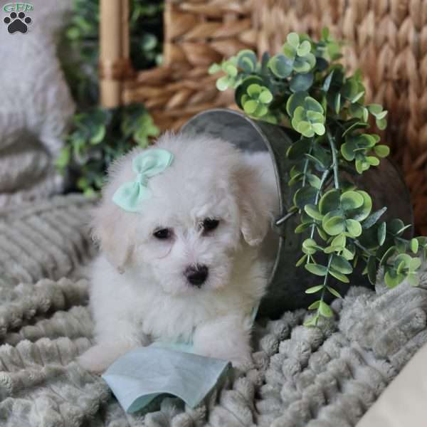 Gracie, Bichon Frise Puppy